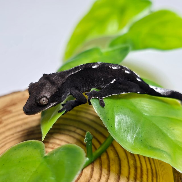 Axanthic