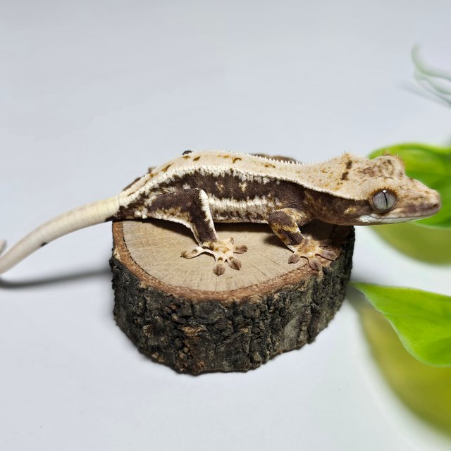 Lilly 100% Het Axanthic