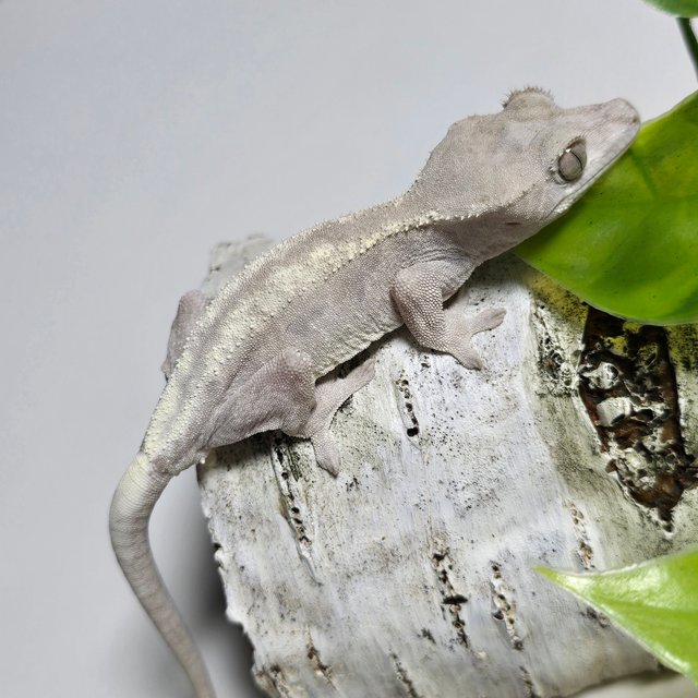 슈퍼세이블 릴리