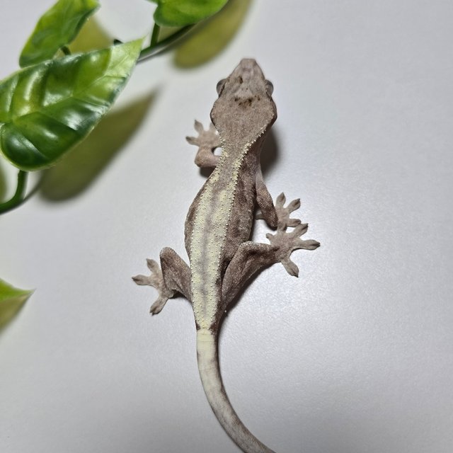 슈퍼세이블 릴리