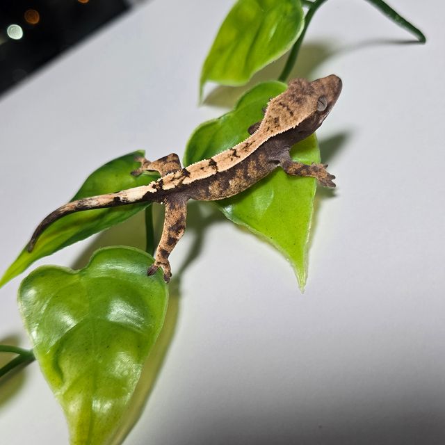 세이블