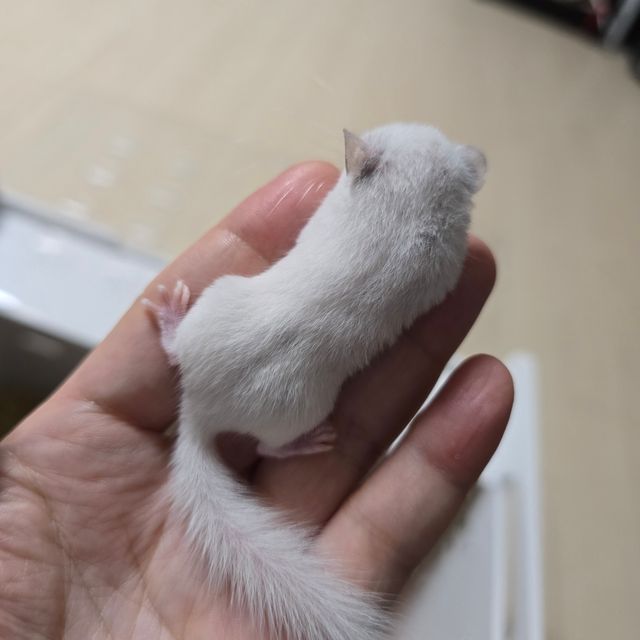 하이 화이트