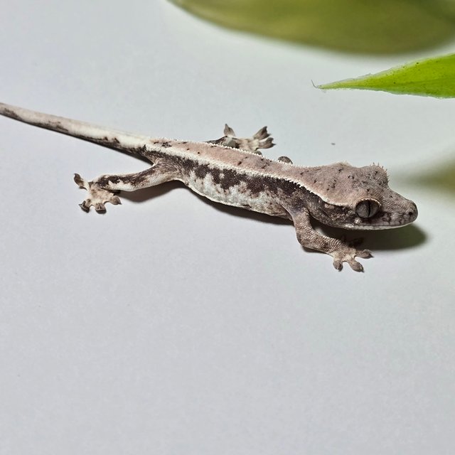 100% Het Axanthic LW Sable