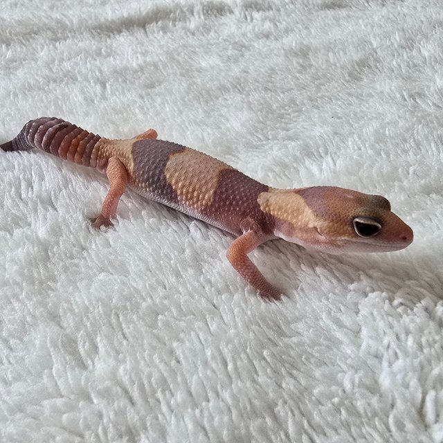 Amelanistic Het Patternless