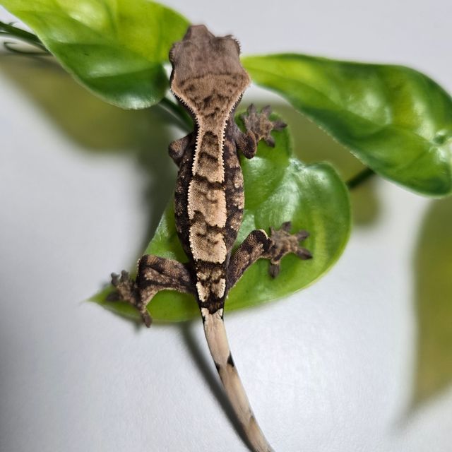 세이블