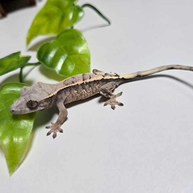 세이블