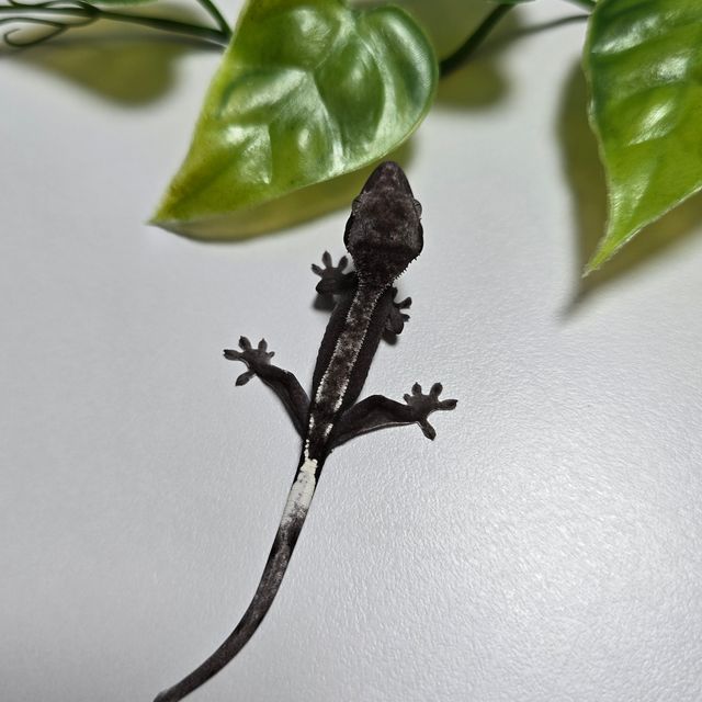 아잔틱