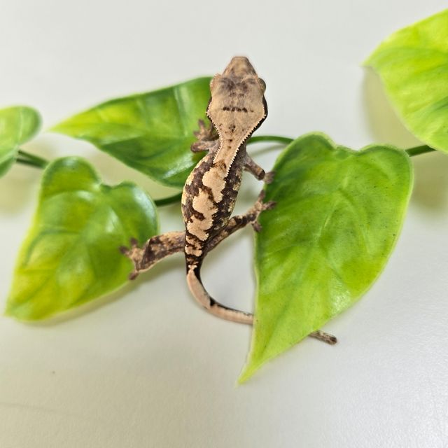 익스트림할리퀸
