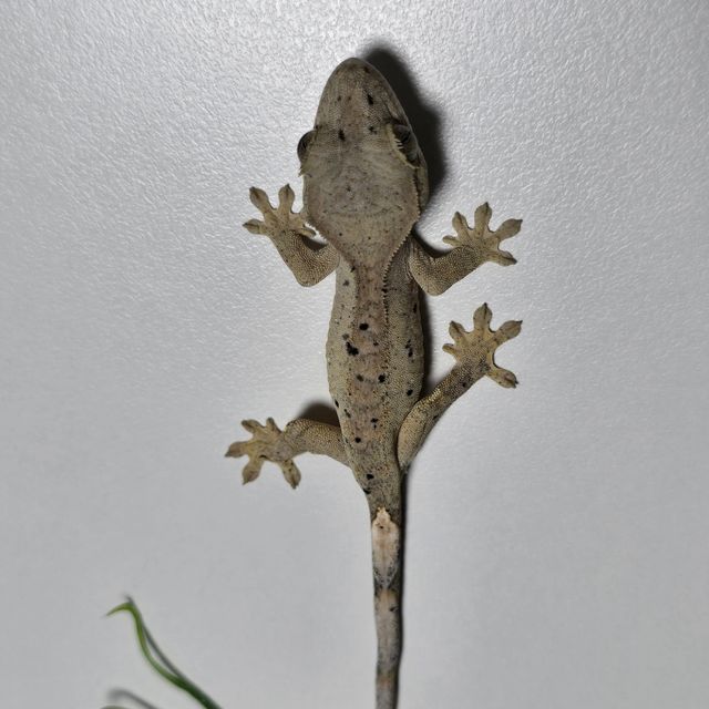 달마시안