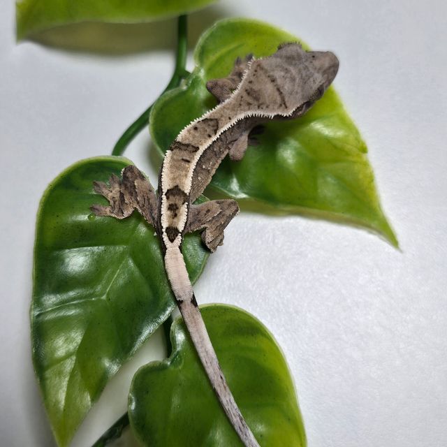 세이블