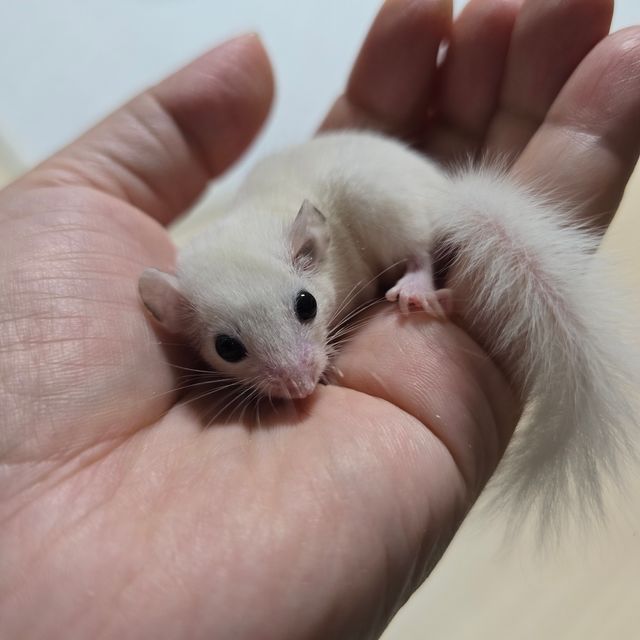 루시스틱
