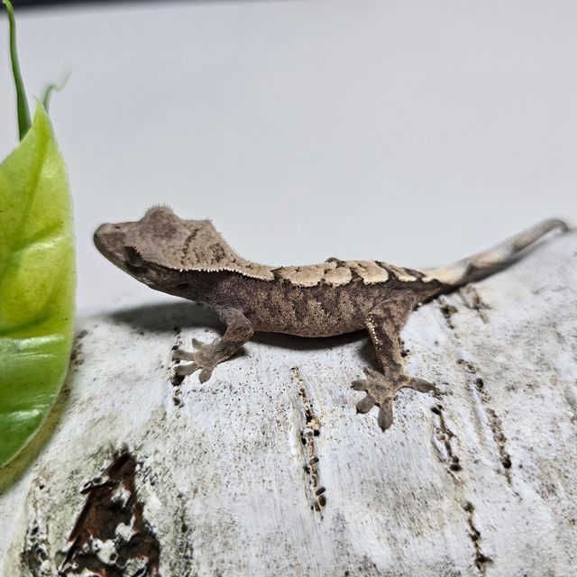 세이블