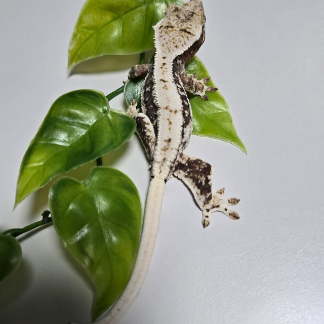 Lilly 100% Het Axanthic