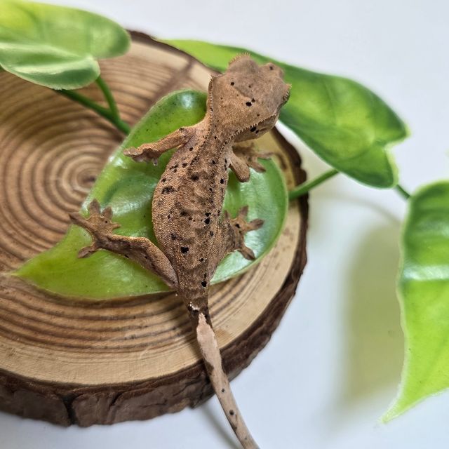 달마시안