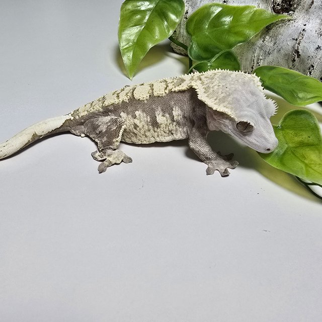 Tri Extreme Harlequin