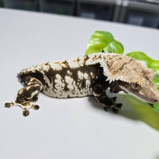 Dark Extreme Harlequin White Pin