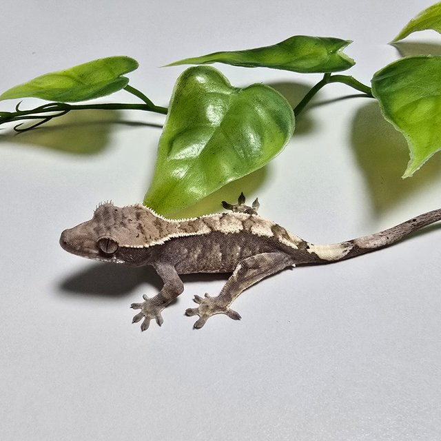 100% Het Axanthic Sable