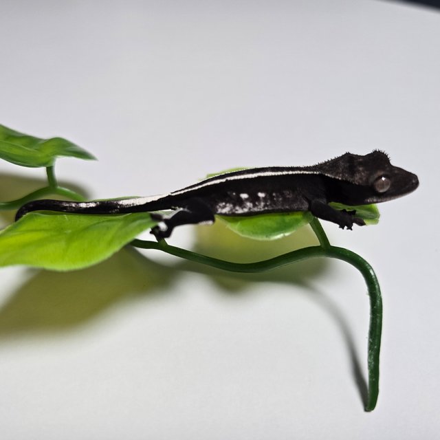Axanthic