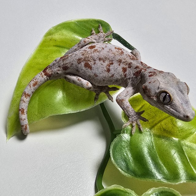 Orange Blotched