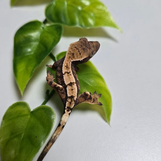 세이블
