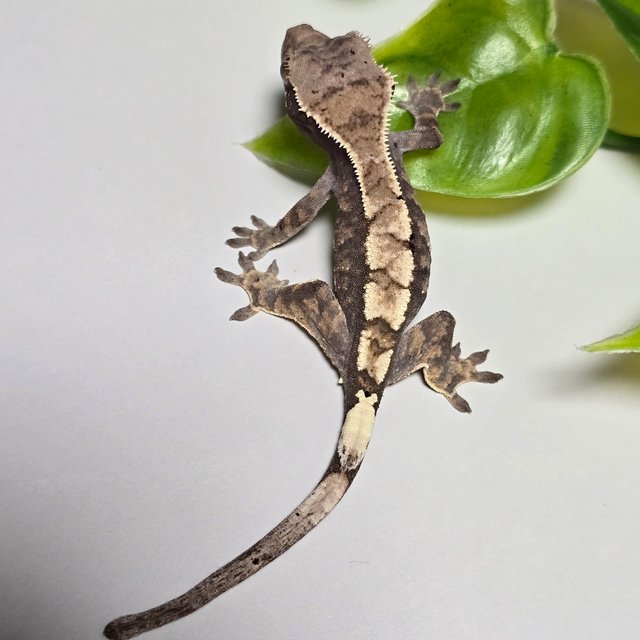 100% Het Axanthic Sable