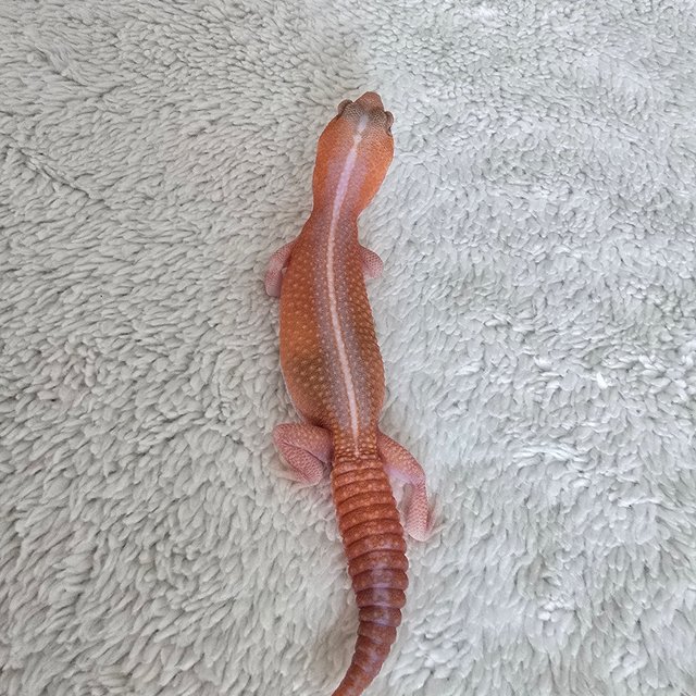 Amelanistic Patternless
