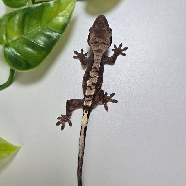 세이블