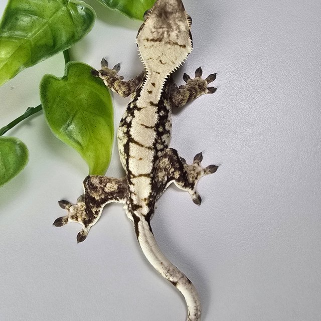 Tri Extreme Harlequin