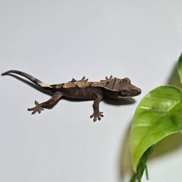 세이블