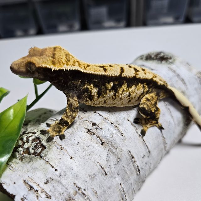 트라이