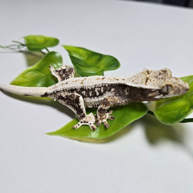 Lilly 100% Het Axanthic