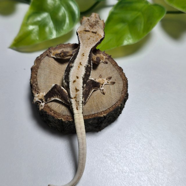 Lilly 100% Het Axanthic