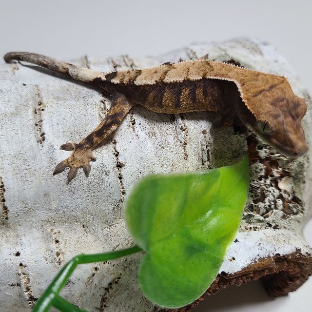 세이블