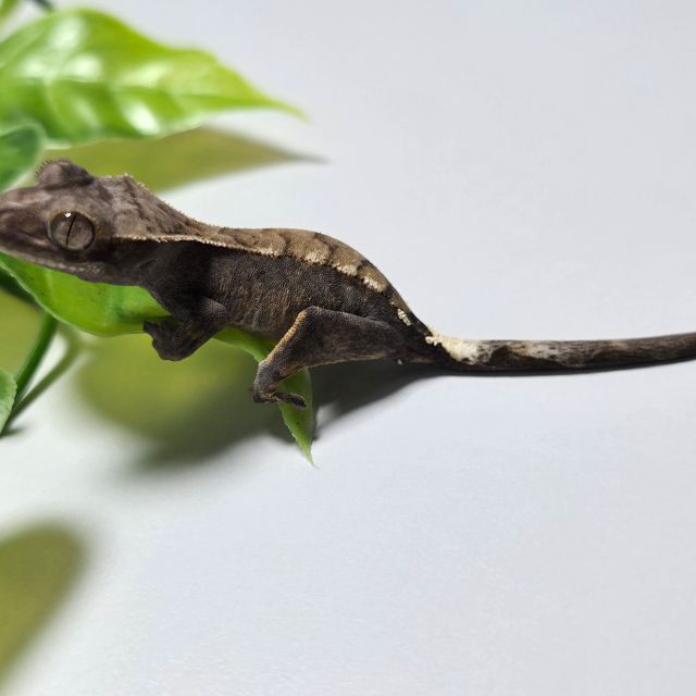 세이블
