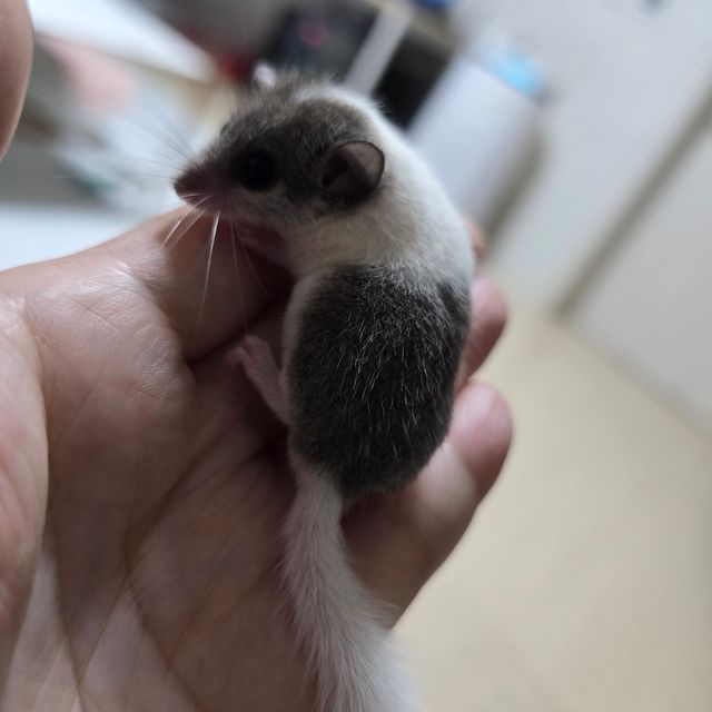 오레오