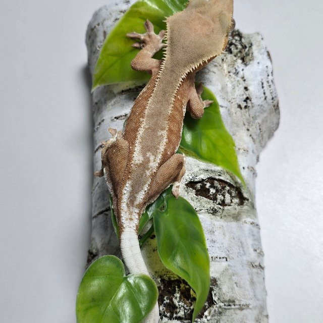 레드 팬텀 릴리화이트