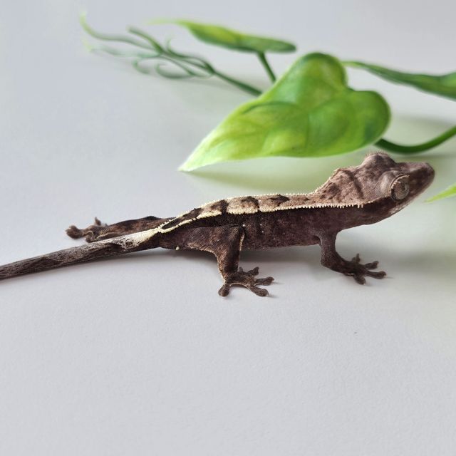 세이블