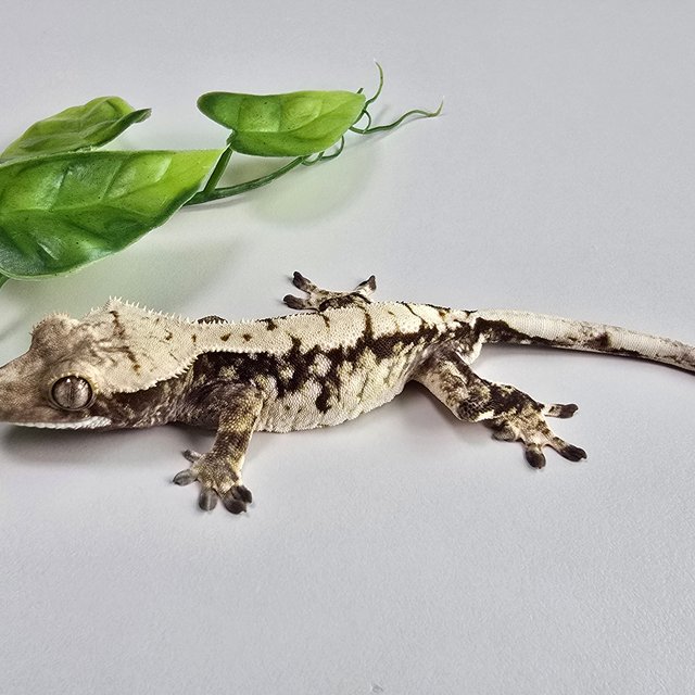 Tri Extreme Harlequin