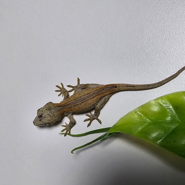 오렌지 레드 스트라이프