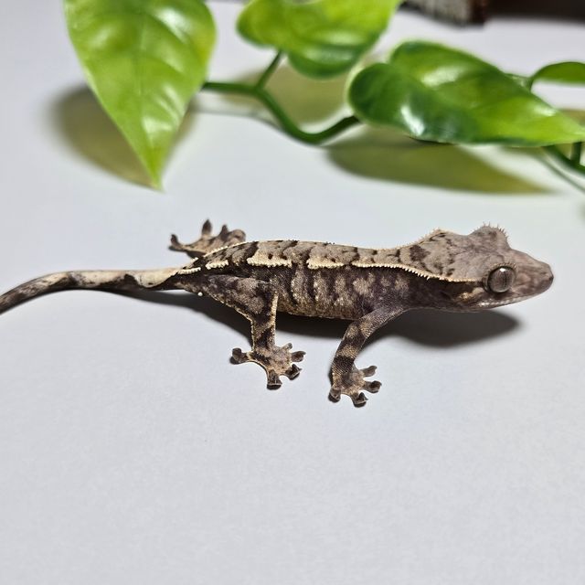 세이블