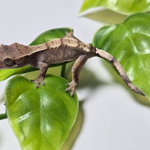 100%헷아잔틱 세이블