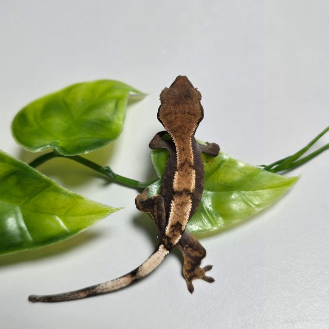 100%헷아잔틱 세이블