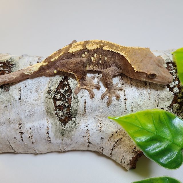 세이블