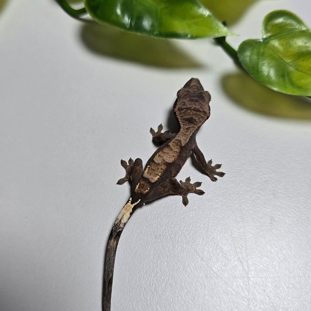 세이블