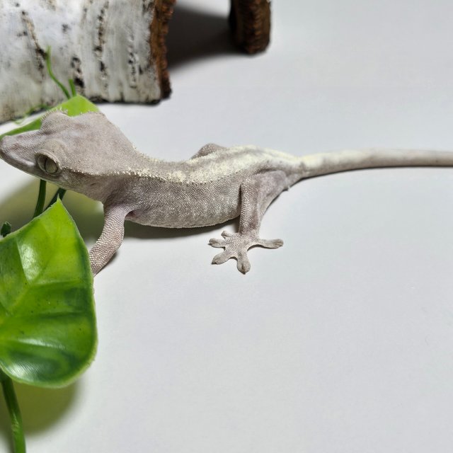 슈퍼세이블 릴리