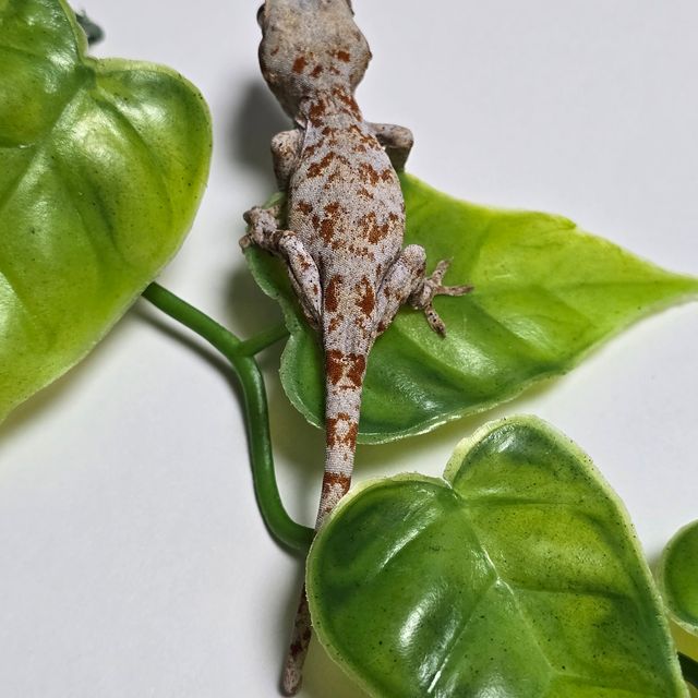 오렌지 블로치드