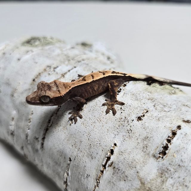 세이블