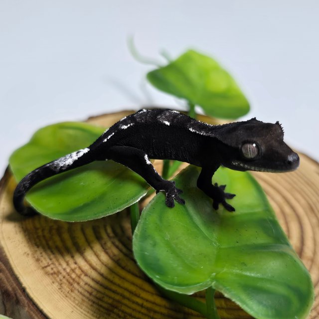 Axanthic