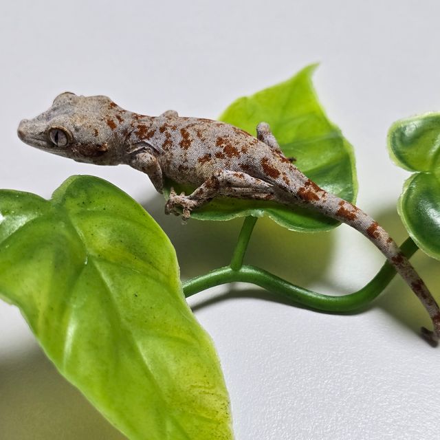 오렌지 블로치드