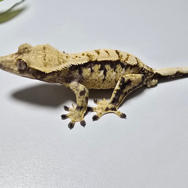 Tri Extreme Harlequin